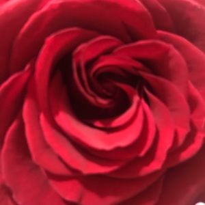 Meet your Posher, Isabel